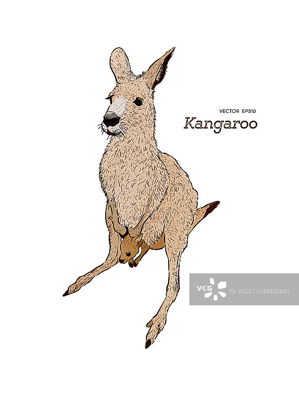 袋鼠手绘图图片素材