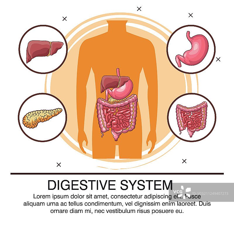 消化系统海报图片素材