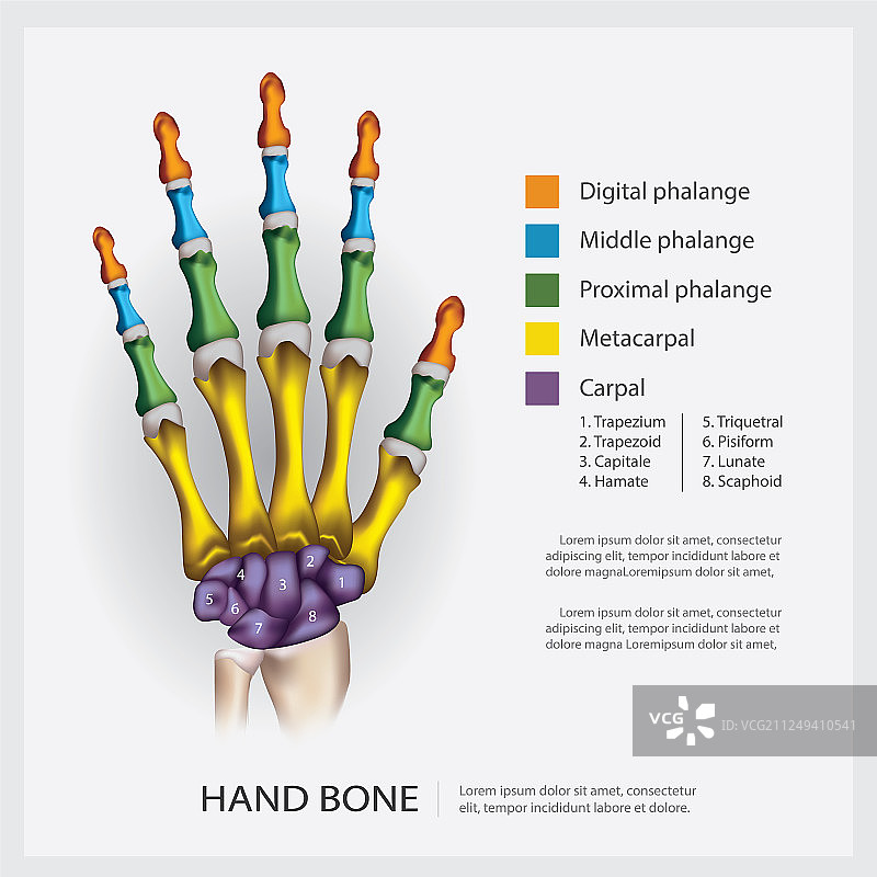 人体手部骨骼解剖图片素材
