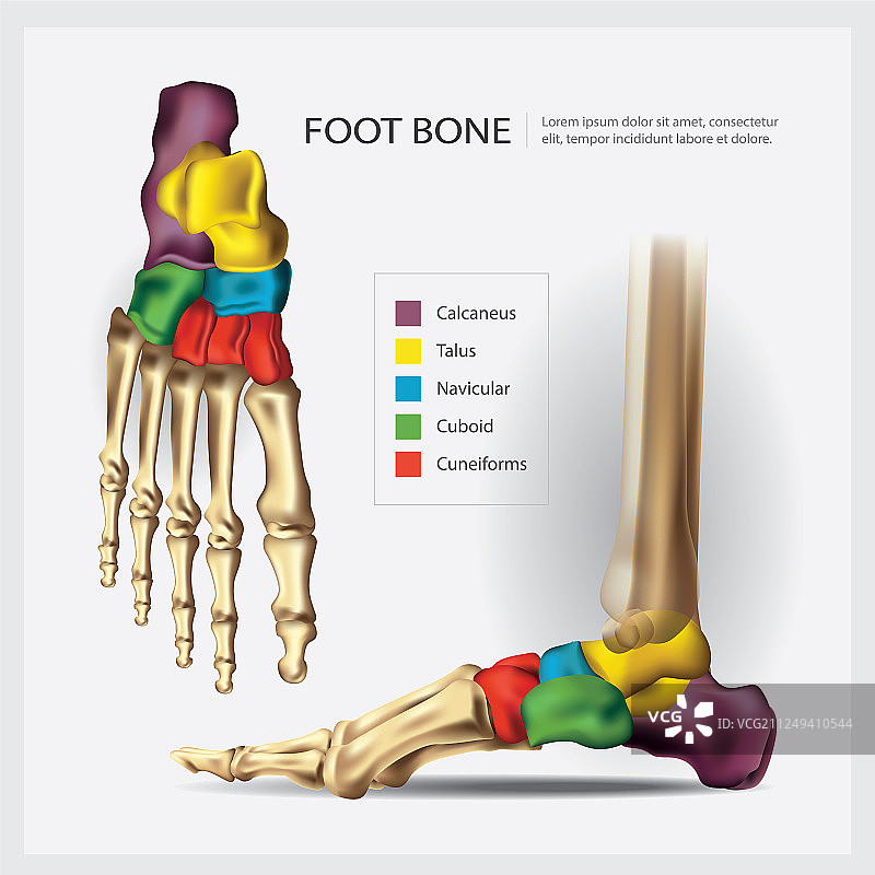 人体解剖足部骨骼图片素材