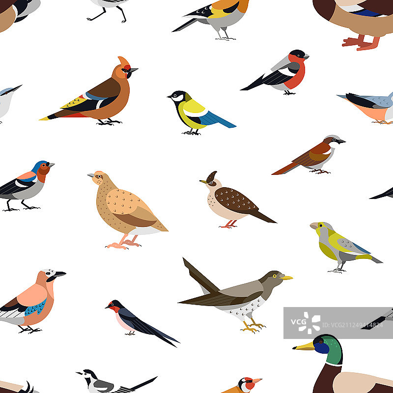 白色背景上的野生林鸟无缝图案图片素材