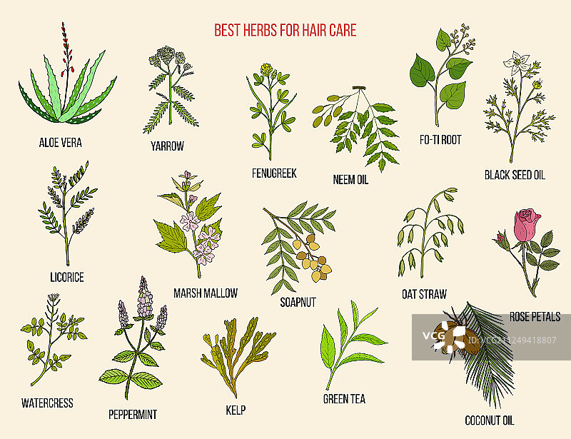 用于护发的草药图片素材