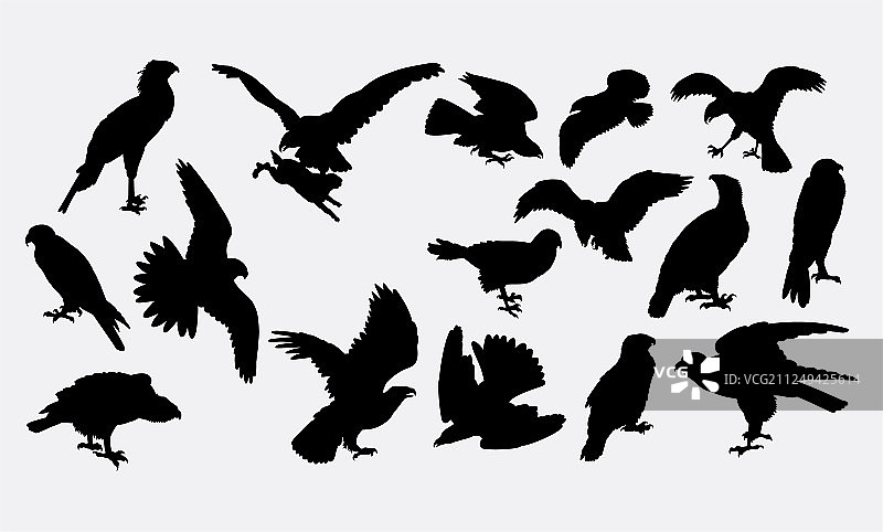 老鹰猎鹰姿势剪影图片素材