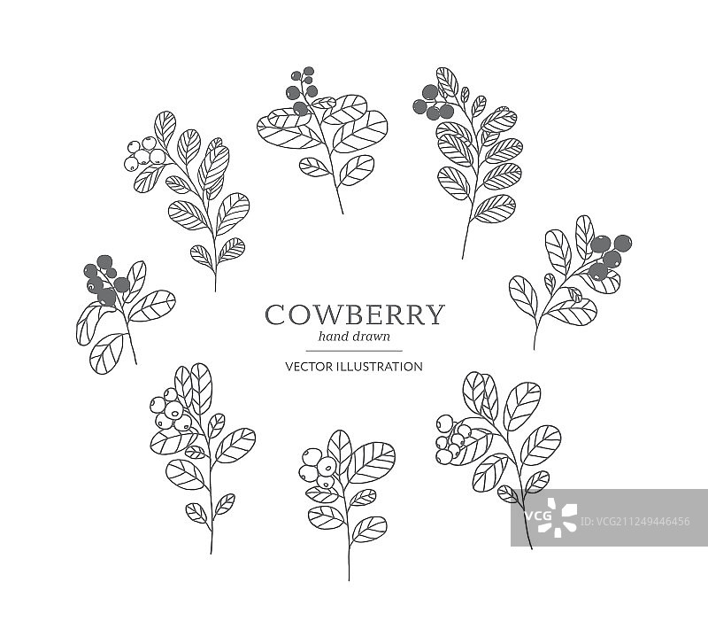 手绘越橘合集图片素材