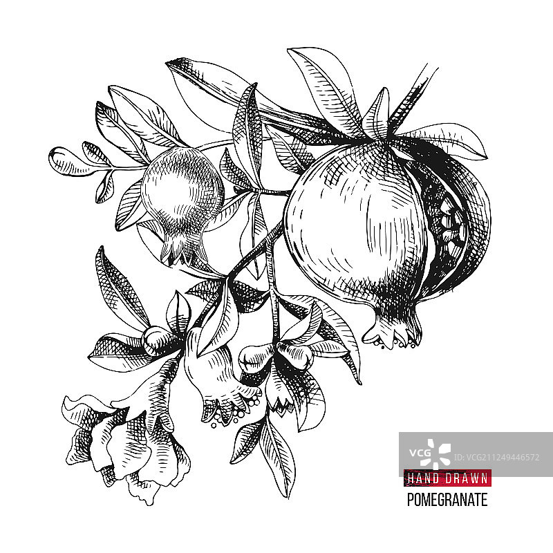 手绘石榴枝条图片素材