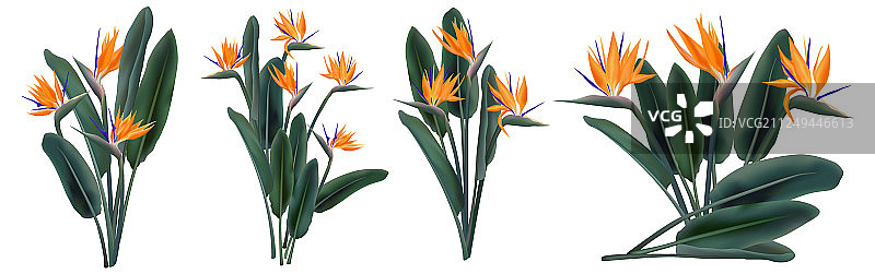 热带鹤望兰花束合集图片素材