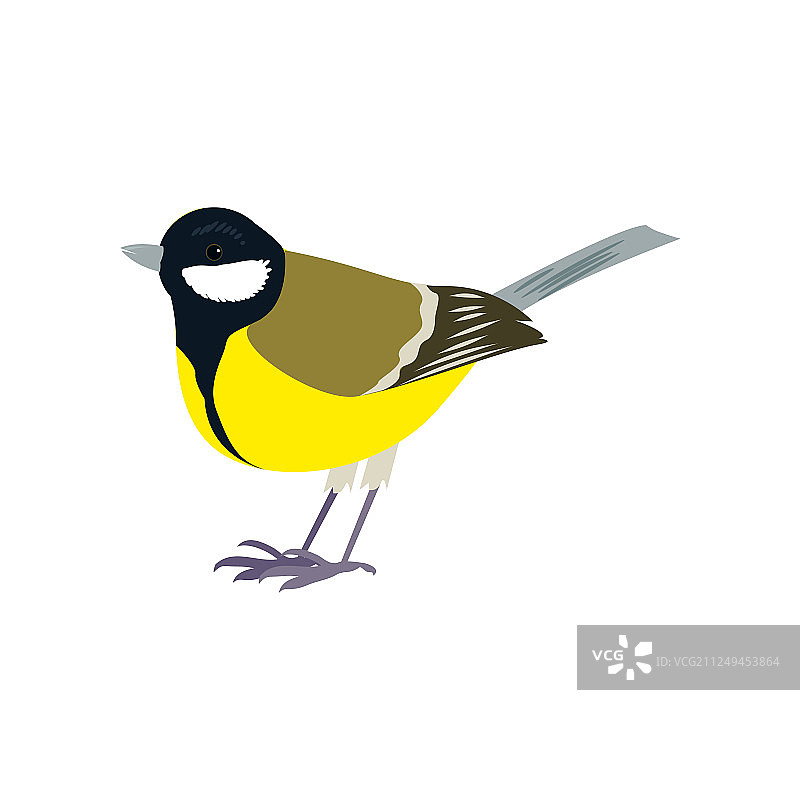 白色背景上美丽的多彩鸟图片素材