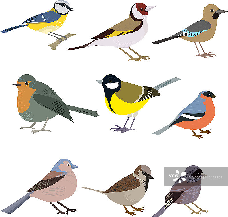 白色背景上的彩色鸟类套装图片素材