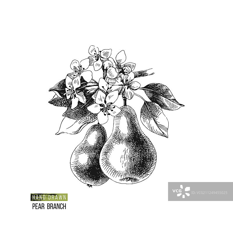 手绘梨树鲜花和果实图片素材