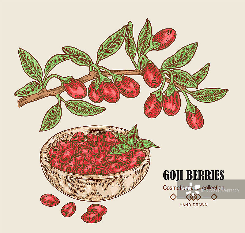 彩色手绘枸杞树枝图片素材