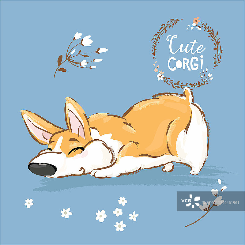 可爱的柯基犬幼犬嗅图片素材