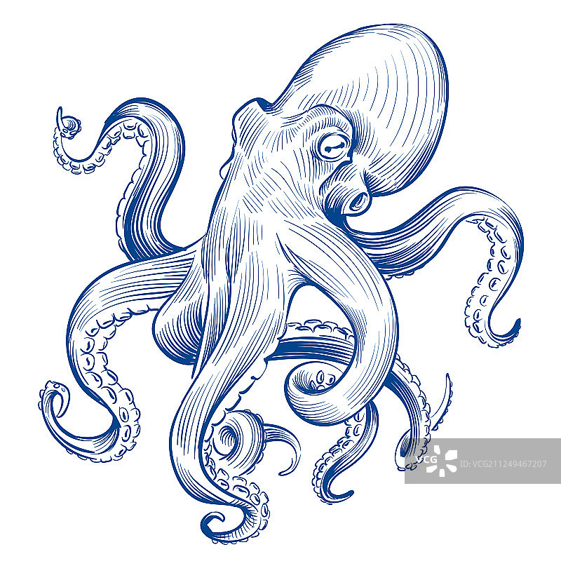 复古手绘章鱼鱿鱼海洋图案图片素材