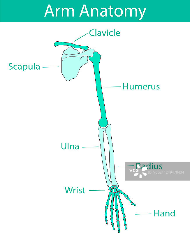 人类手臂骨骼解剖图片素材