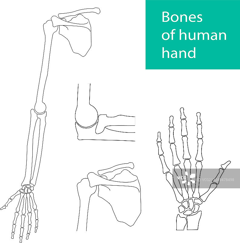 人体手部骨骼素材图片素材