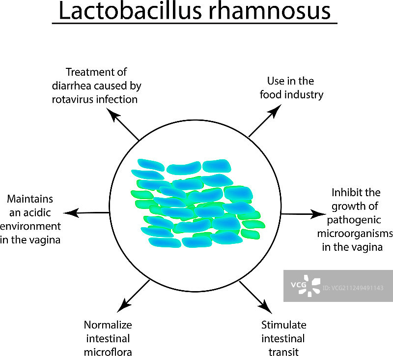 乳酸杆菌益生菌的有效特性图片素材