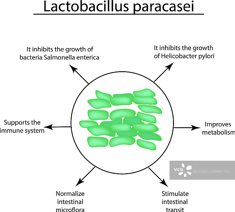 乳酸杆菌益生菌的有效特性图片素材