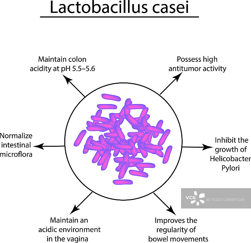 乳酸杆菌益生菌的有效特性图片素材