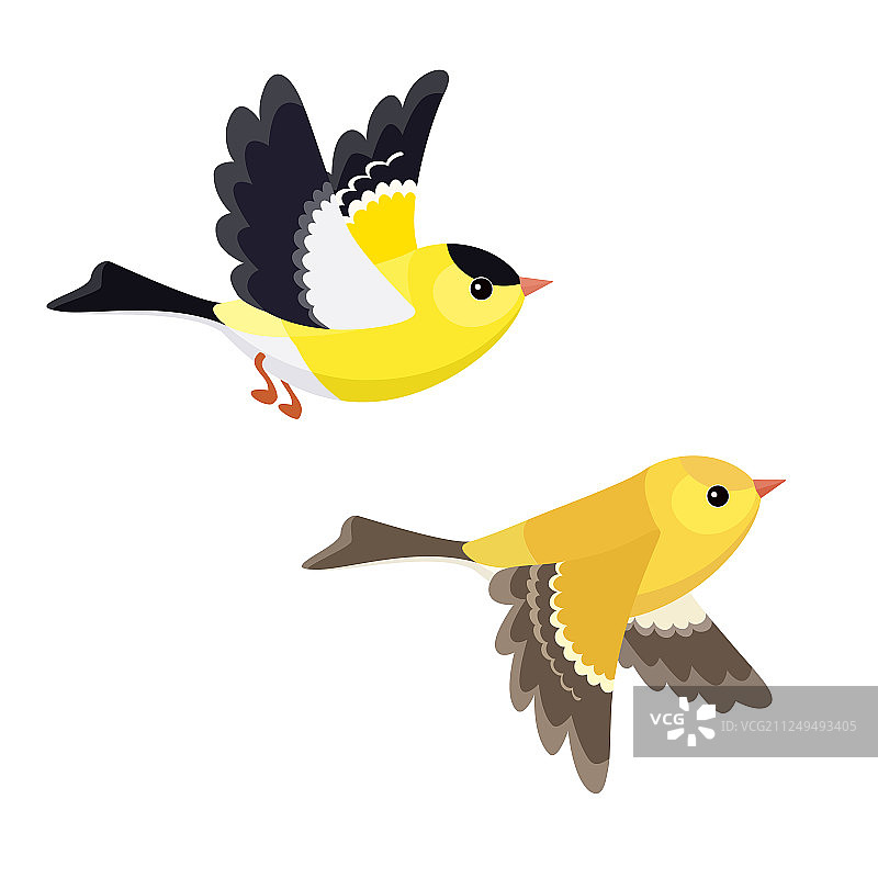 一对飞行的美国金翅雀，白色背景隔离图片素材