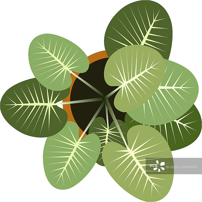 俯视视角：易于复制粘贴到景观中的植物图片素材