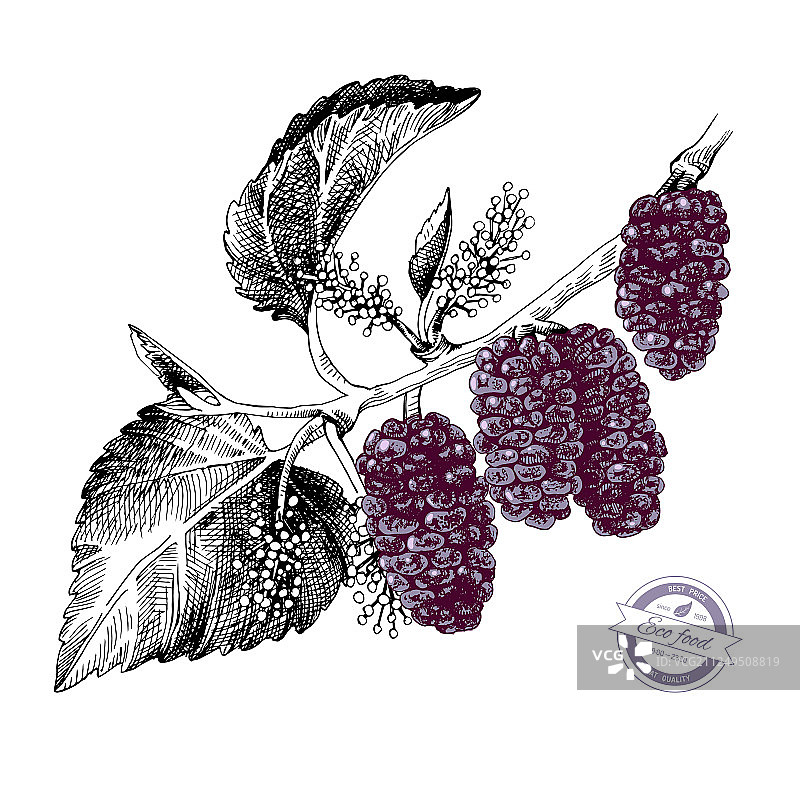 手绘桑枝图片素材