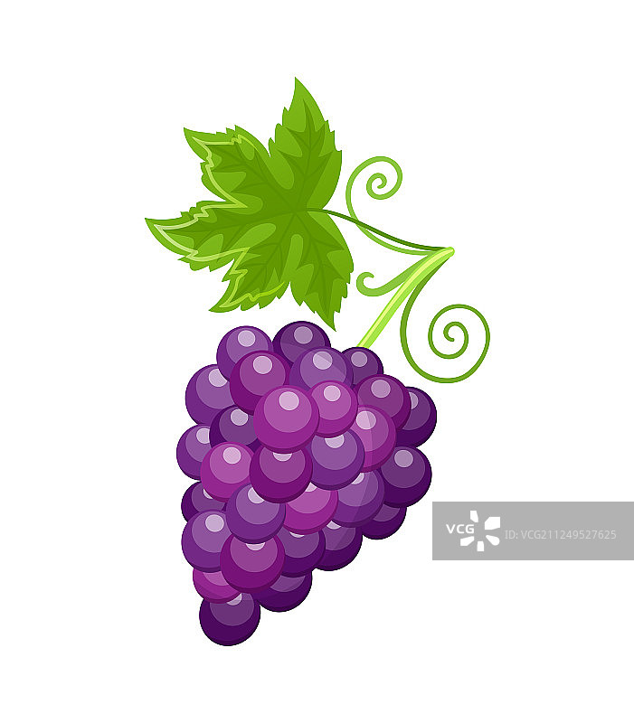 秋季的成熟新鲜葡萄图片素材