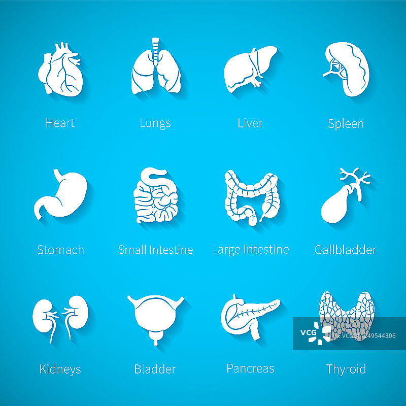 扁平风格的人体内部器官图标合集图片素材