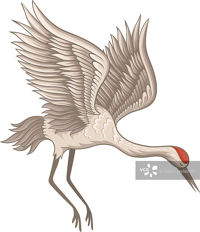 飞翔的红顶鹤图片素材