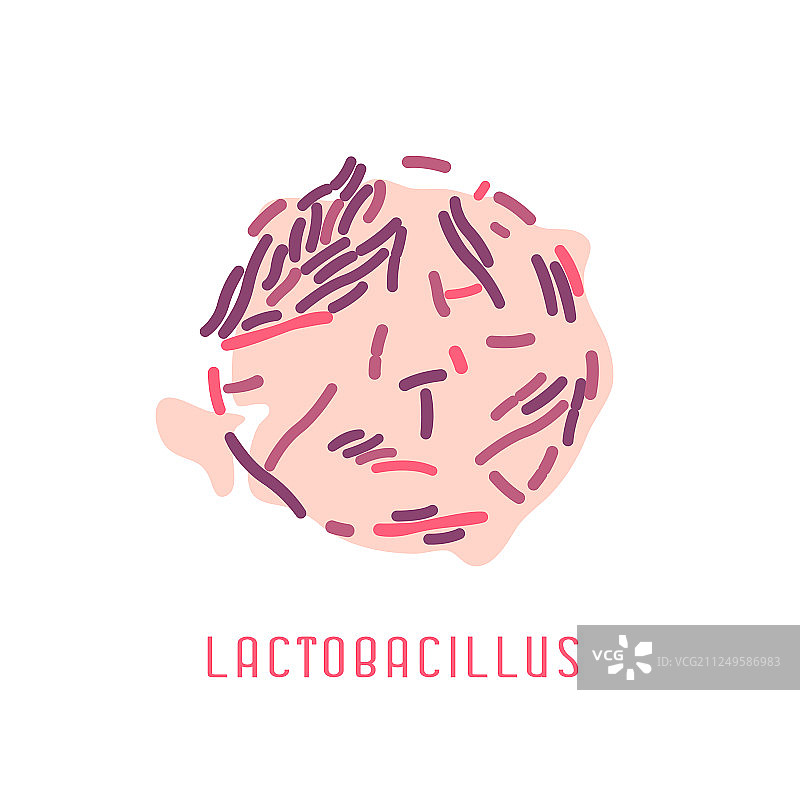 乳酸杆菌菌落图像图片素材