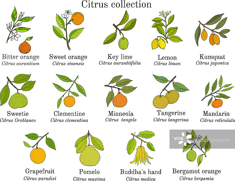 柑橘树枝水果合集图片素材