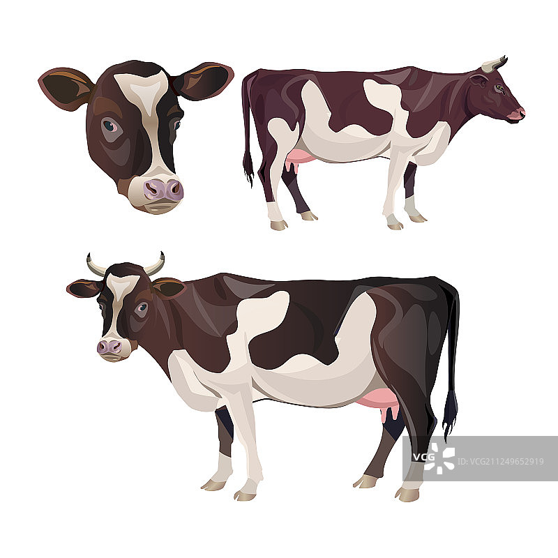 奶牛合集图片素材