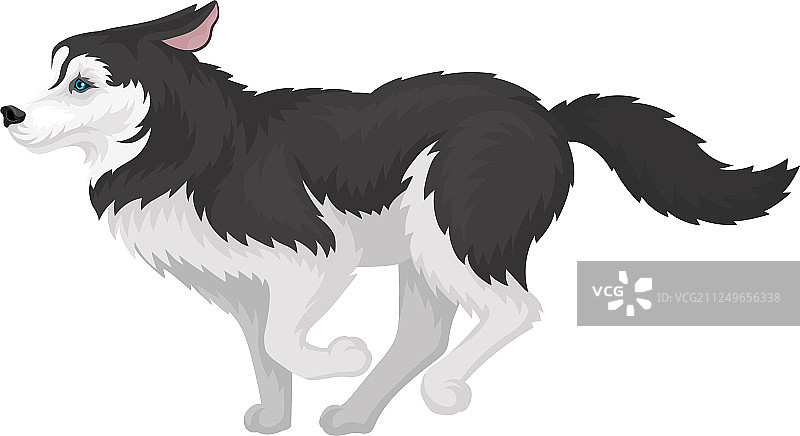 奔跑的黑白色纯种西伯利亚哈士奇图片素材