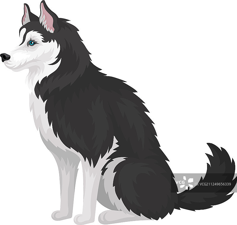 坐着的黑白哈士奇图片素材