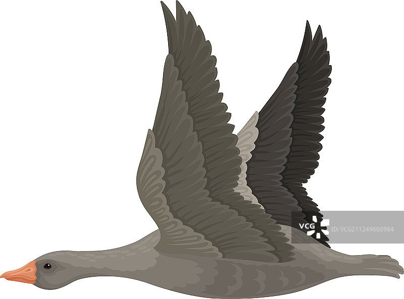张开翅膀飞翔的大灰鹅图片素材
