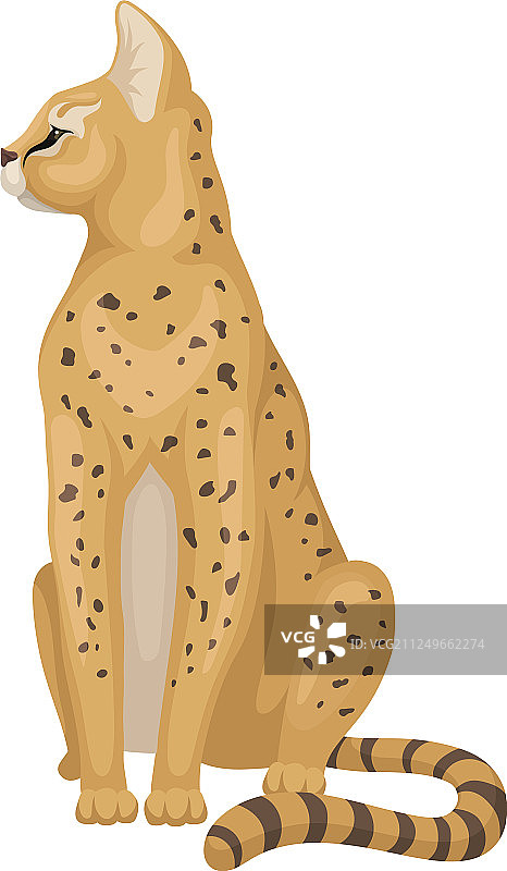 可爱的薮猫坐着环顾四周图片素材