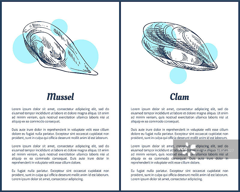 软体动物和蛤蜊海报套装图片素材