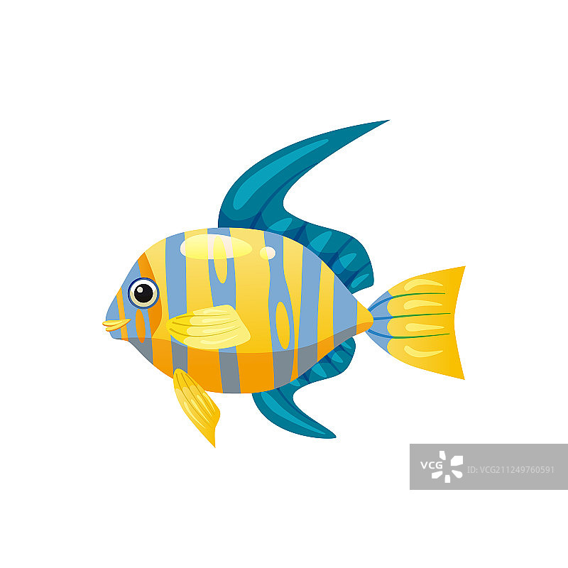 热带异域天使鱼图片素材