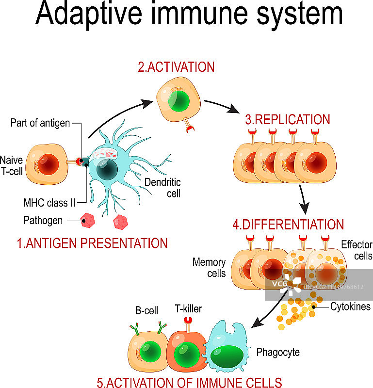 抗原呈递的适应性免疫系统图片素材