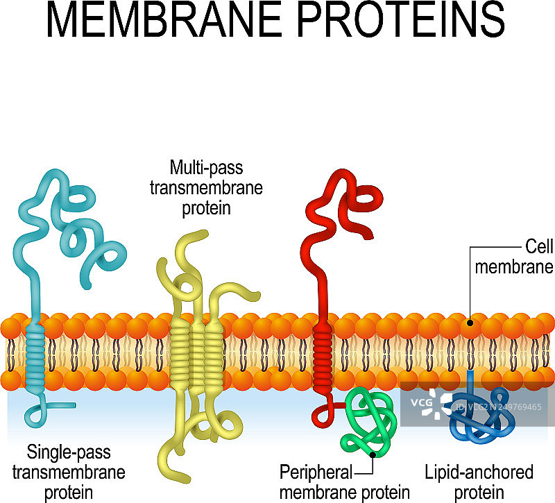 膜蛋白图片素材
