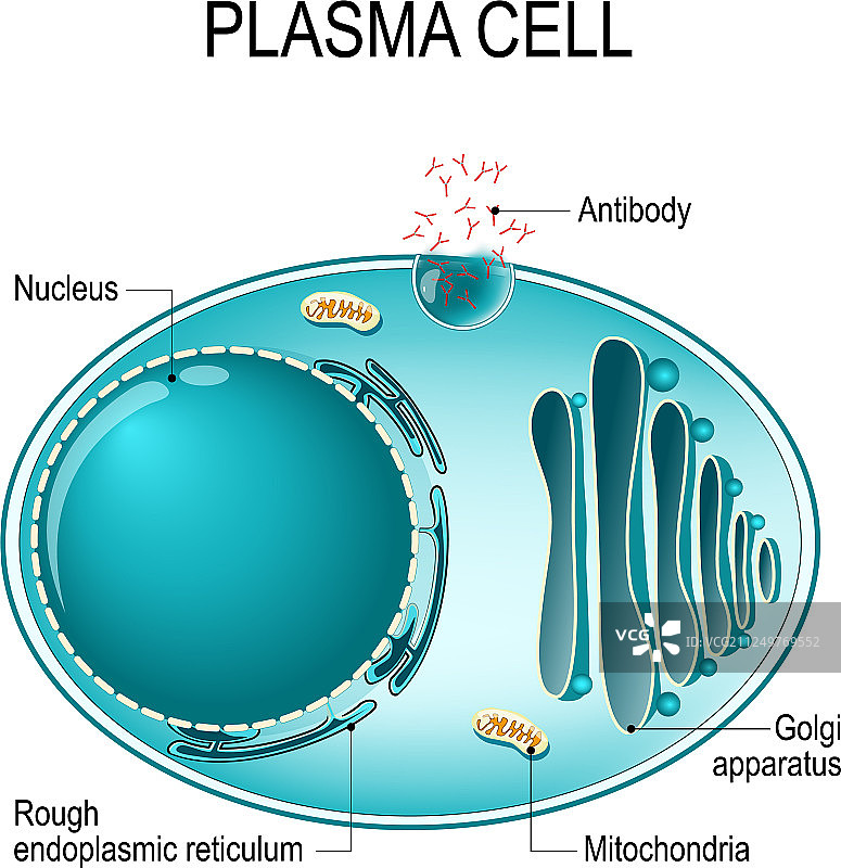 浆细胞或B细胞解剖结构图片素材