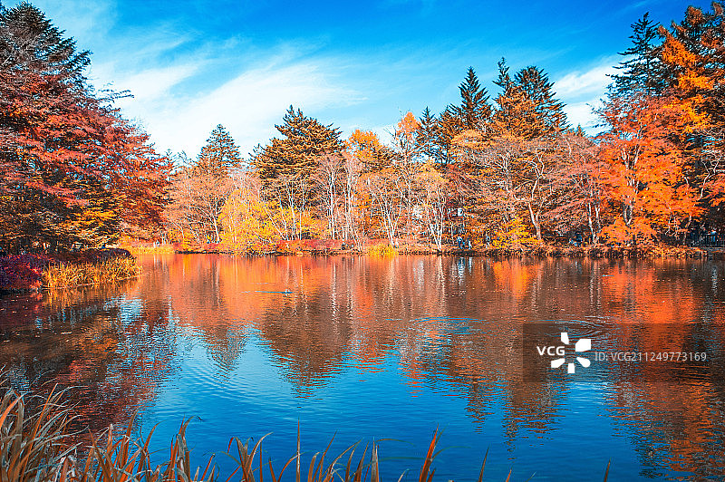 仙境般的轻井泽天鹅湖图片素材
