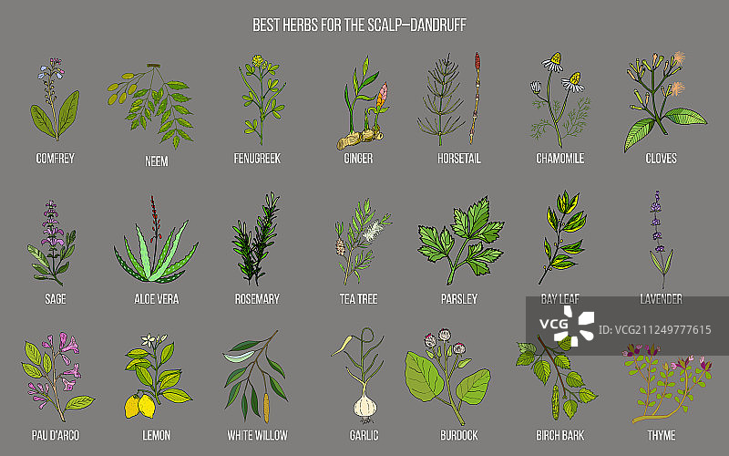 去头皮屑草药图片素材