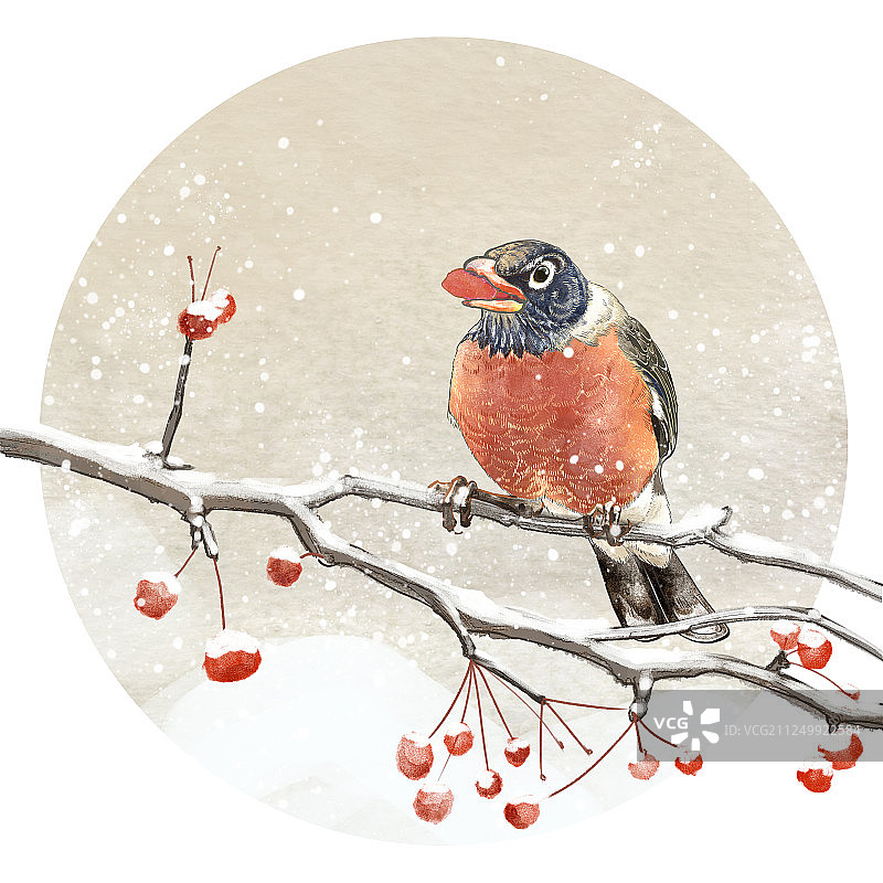 冬季下雪节气树枝果实鸟古典国画古风工笔插画图片素材