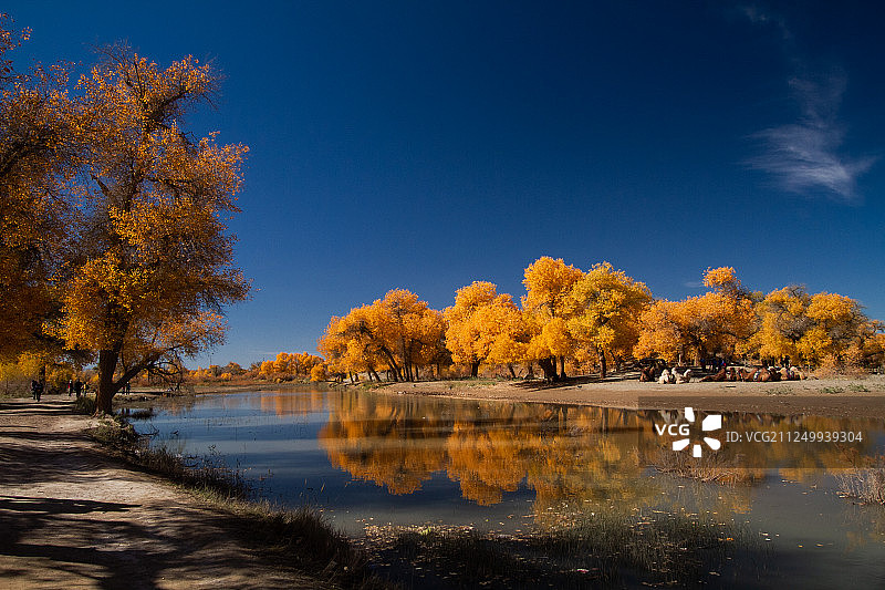 额济纳图片素材