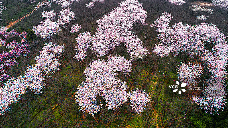 航拍农场里的樱花园图片素材