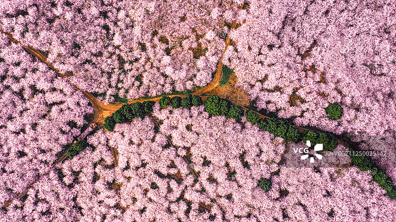 航拍农场里的樱花园图片素材