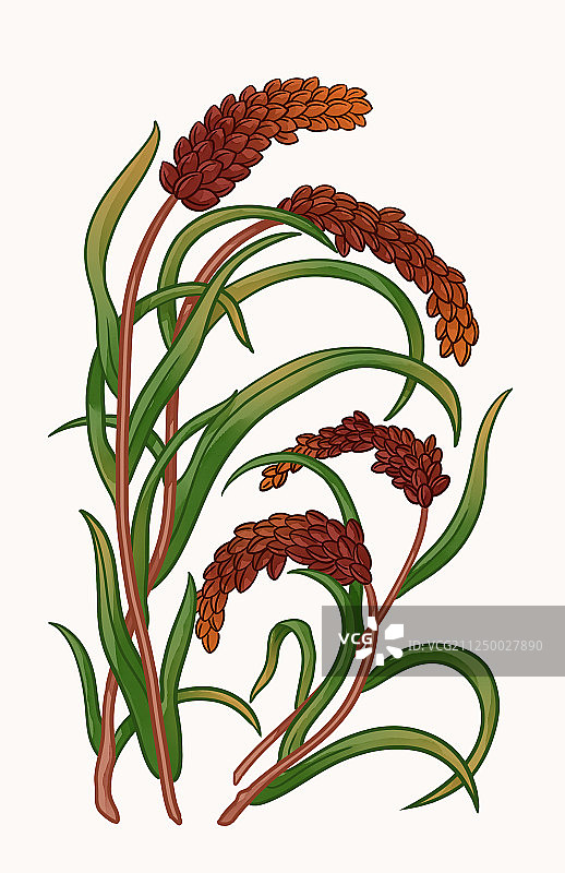植物红高粱手绘插画图片素材