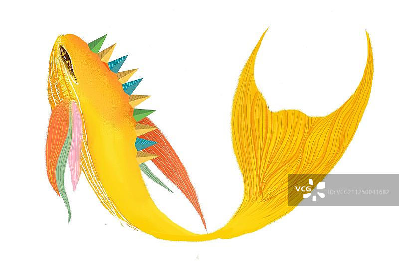 背上长满金字塔的金鱼图片素材