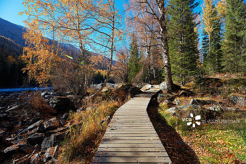 喀纳斯河风光图片素材
