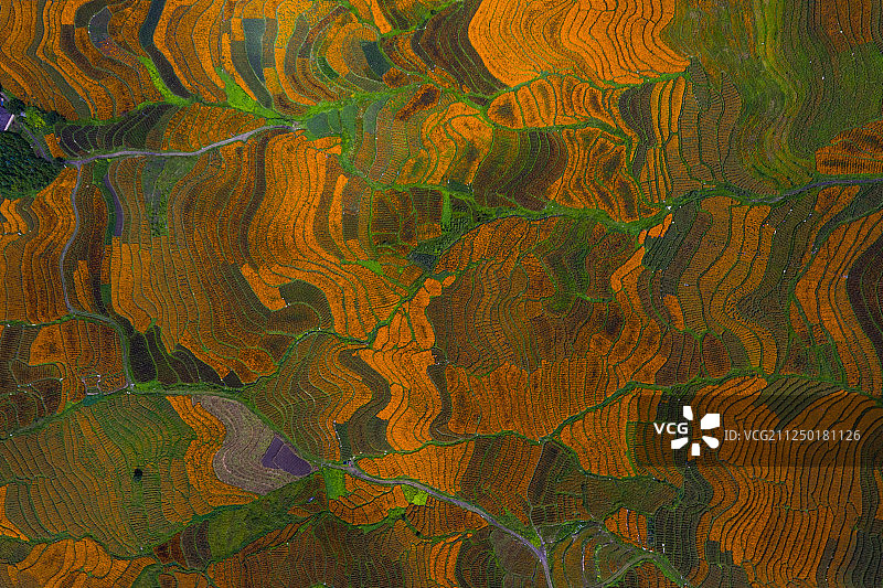 腾冲万寿菊花海图片素材