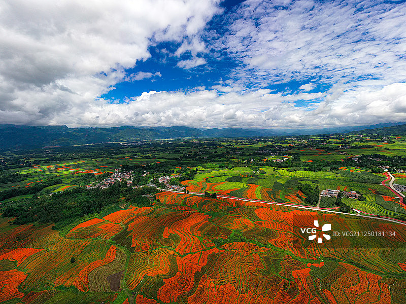 腾冲万寿菊花海图片素材